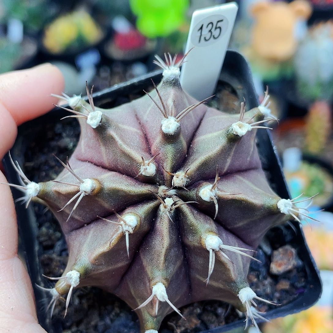 非偏远地区满25包邮仙人球