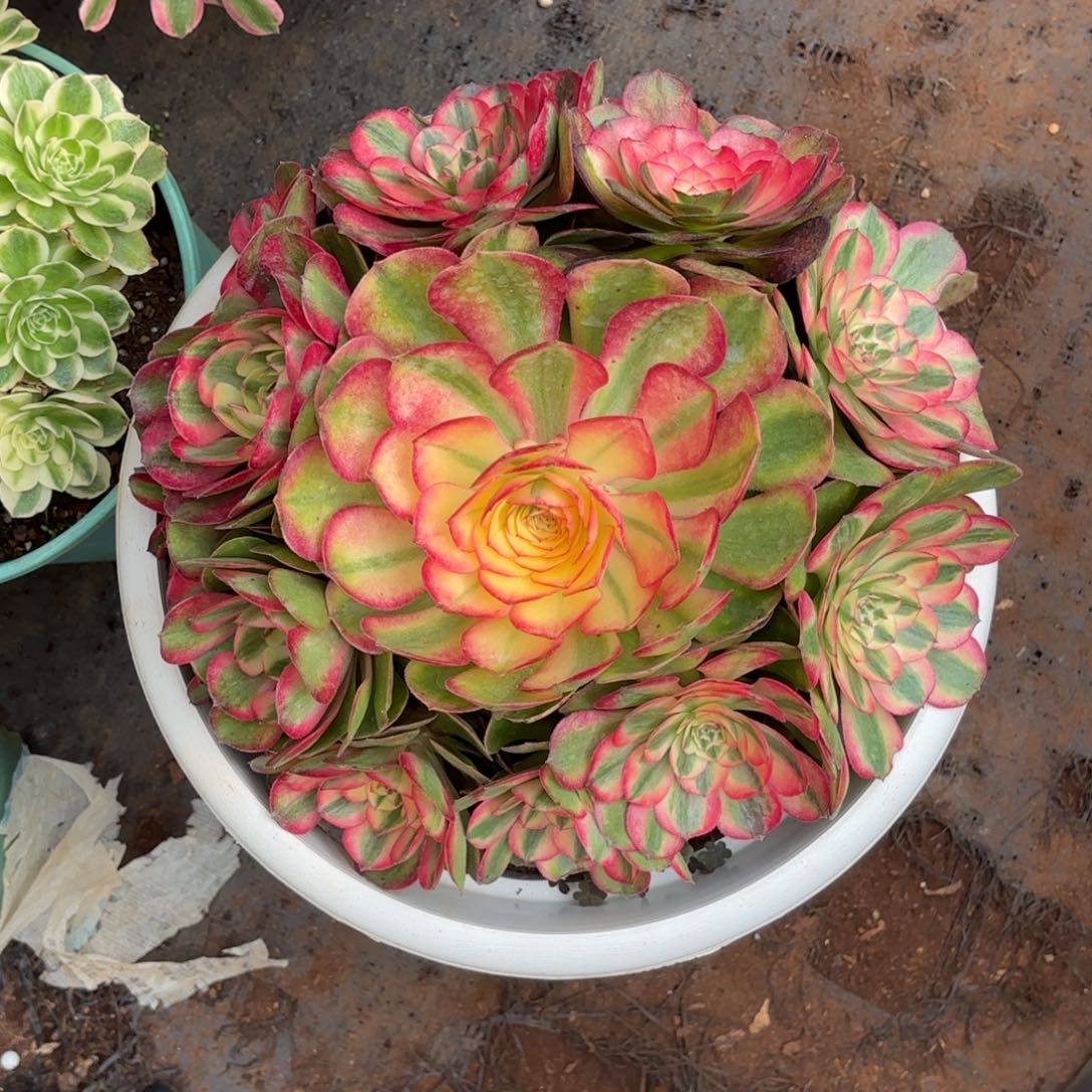 云南多肉植物荔枝