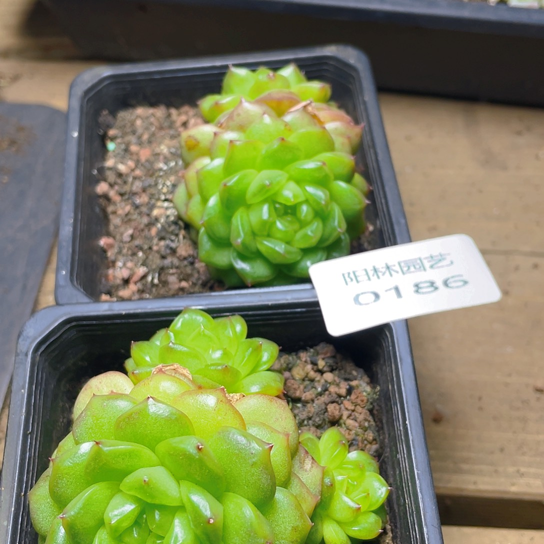 南***粥多肉植物多肉植物186