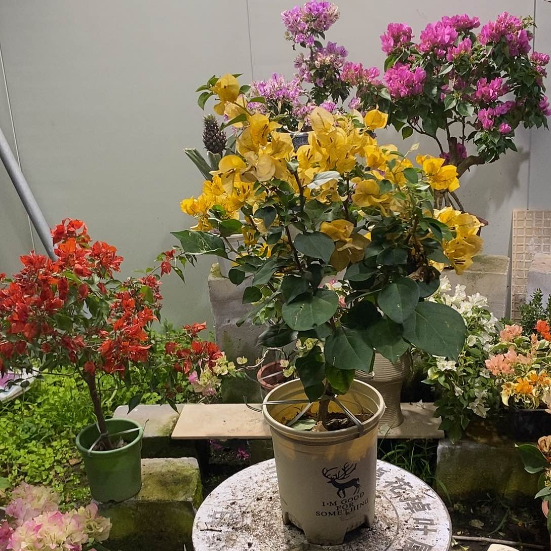 大部分开放少量花苞