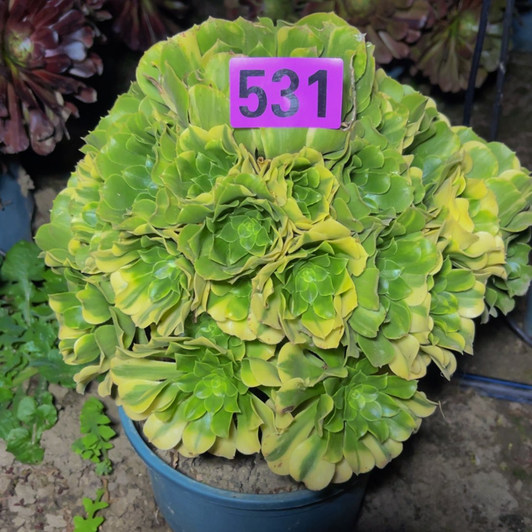 五色琉璃26////46包邮