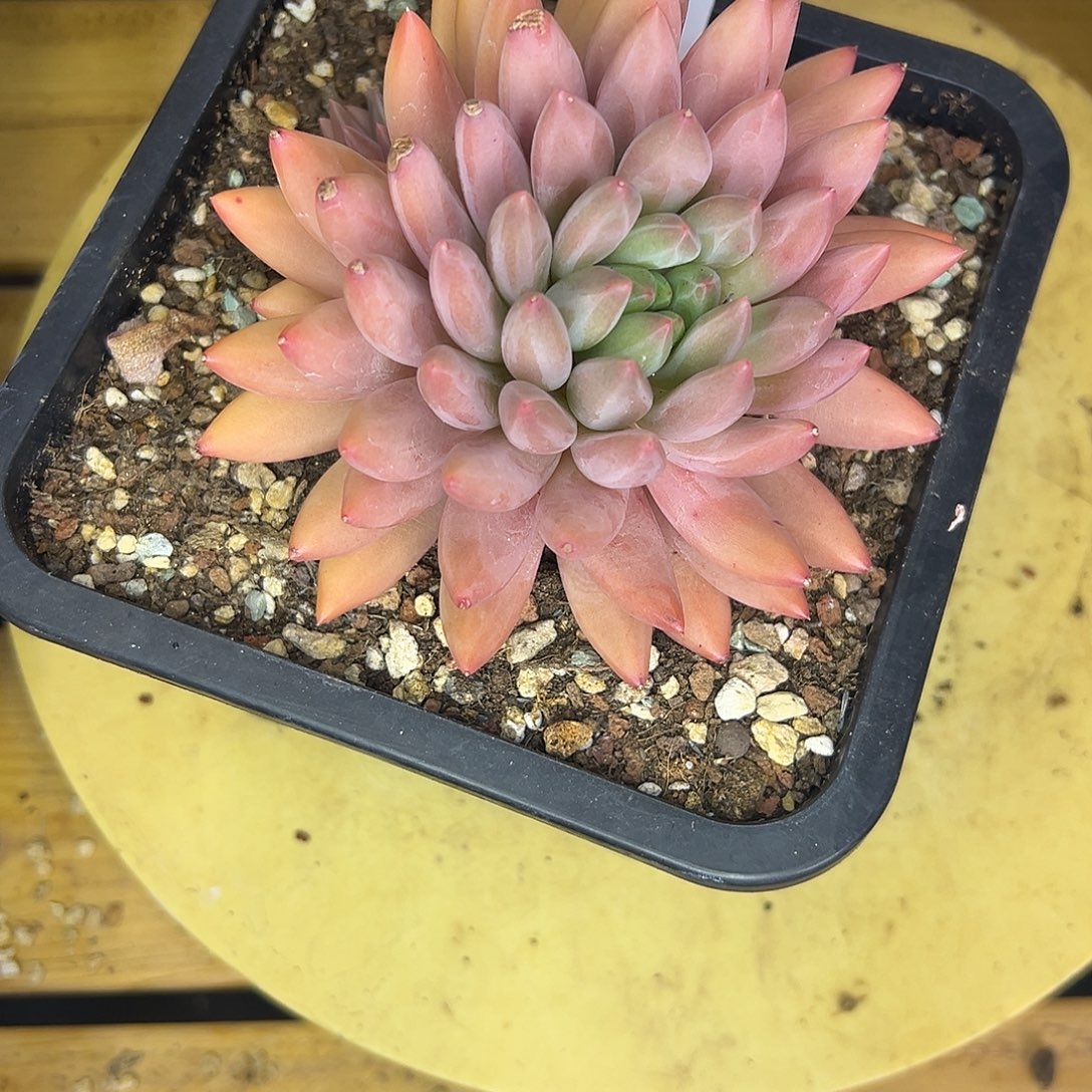 119水晶球。  多肉。 
