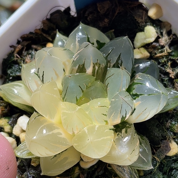 503正版水晶玉露锦