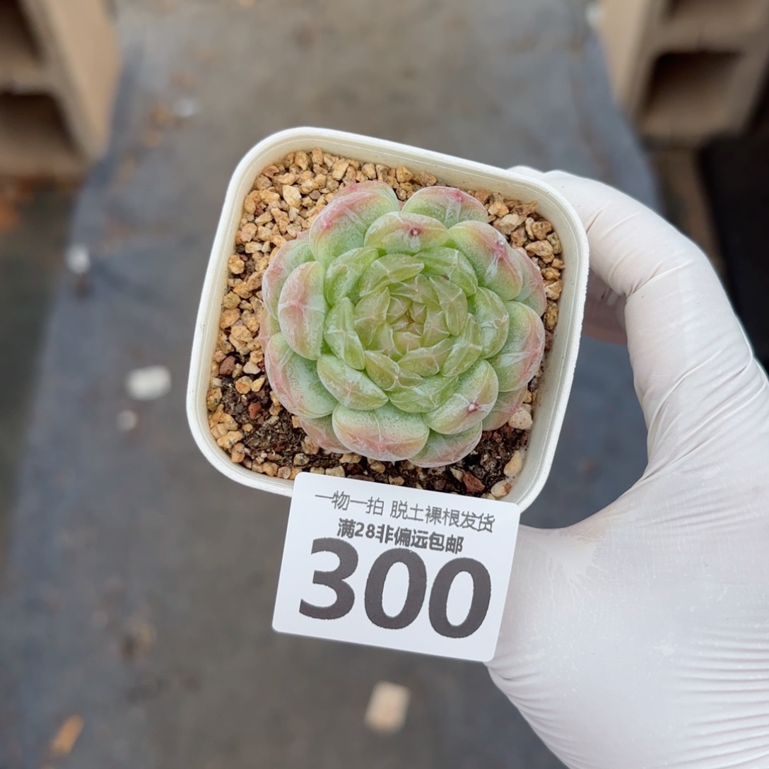 白恋单头多肉多肉多肉