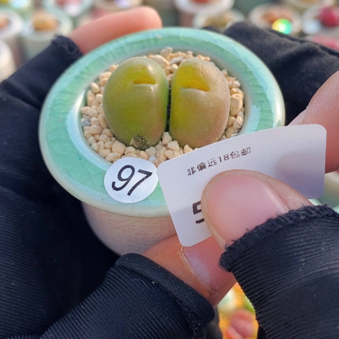 5990--一物一拍 带盆