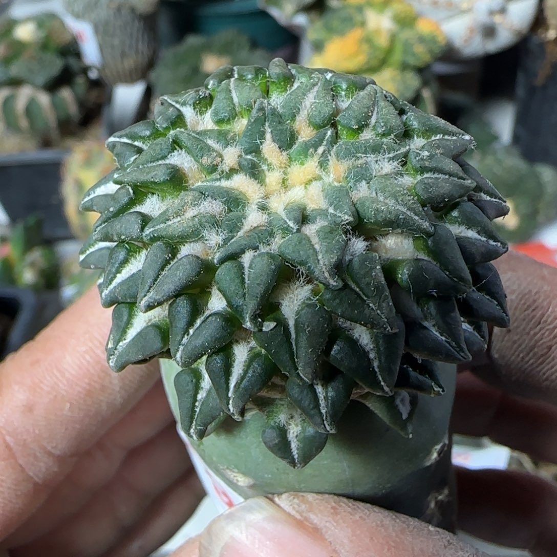 【闪购商品】馒头红花姬牡丹069