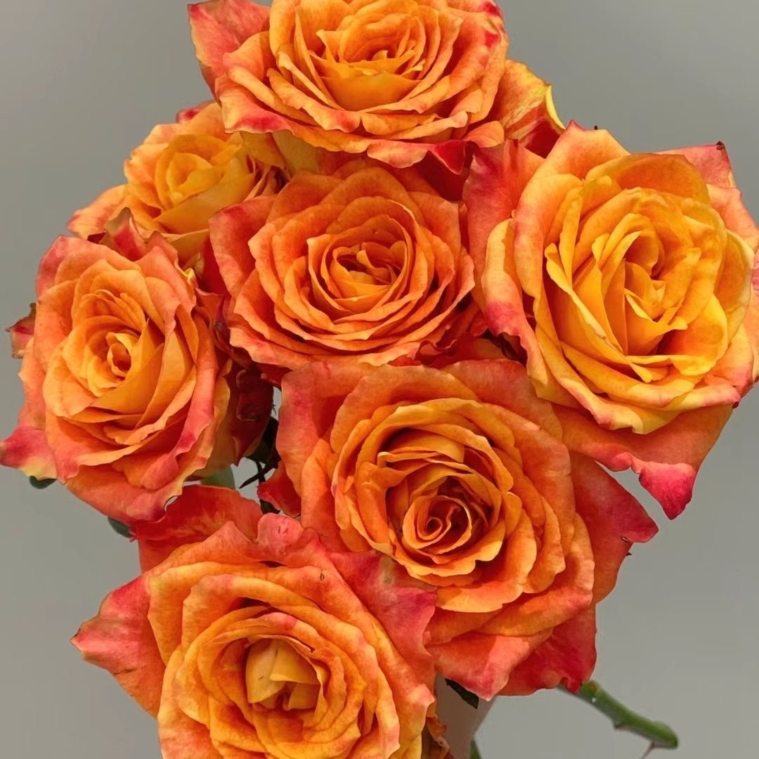 单头玫瑰欢乐颂10支/束