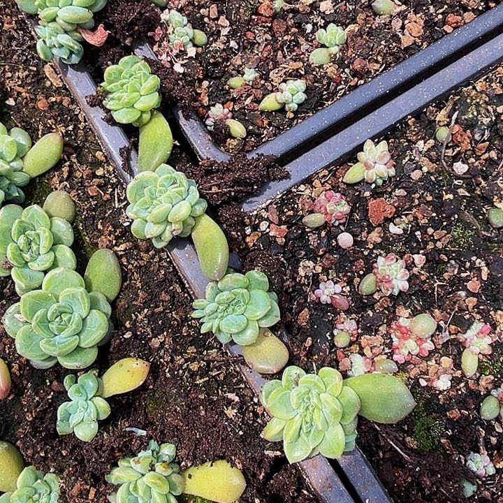 5颗美人系列多肉植物