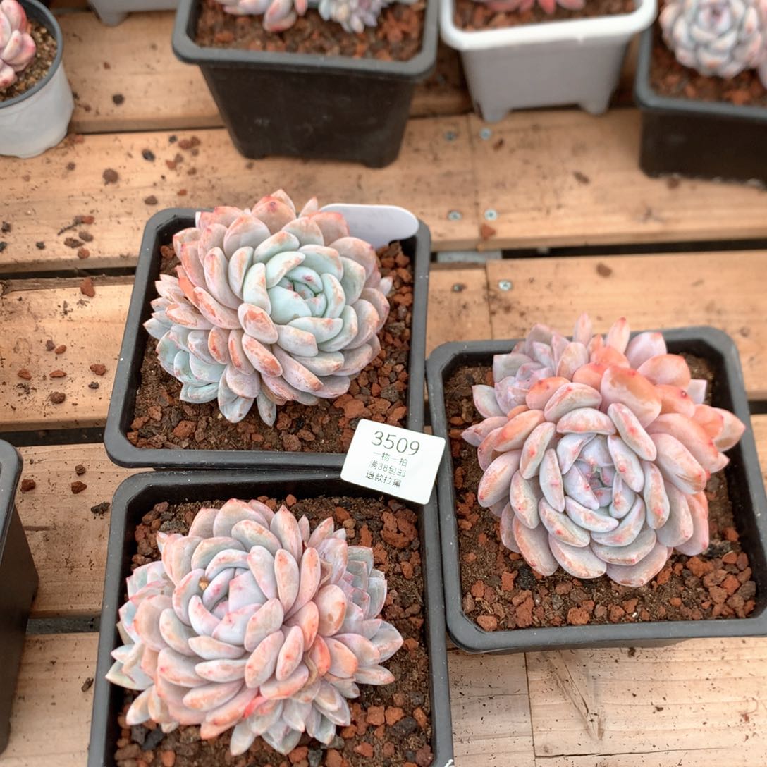 多头星影无砍三颗3509