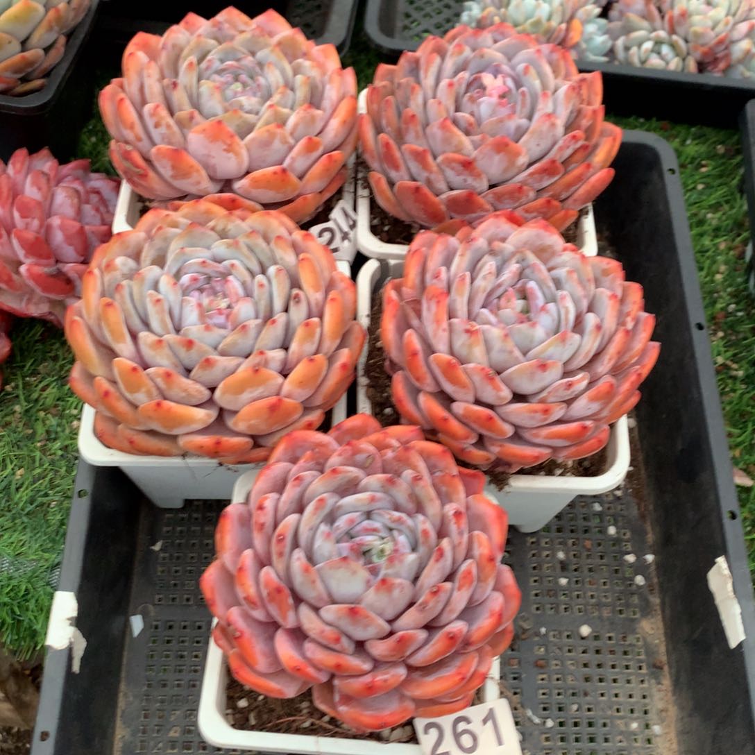 261橙子多肉植物组合