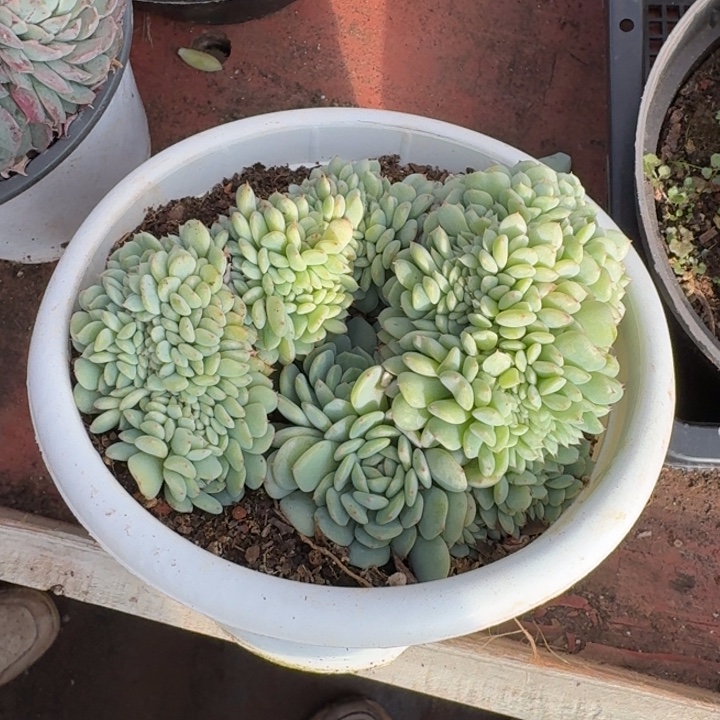 S***龍287号白胖子醉www