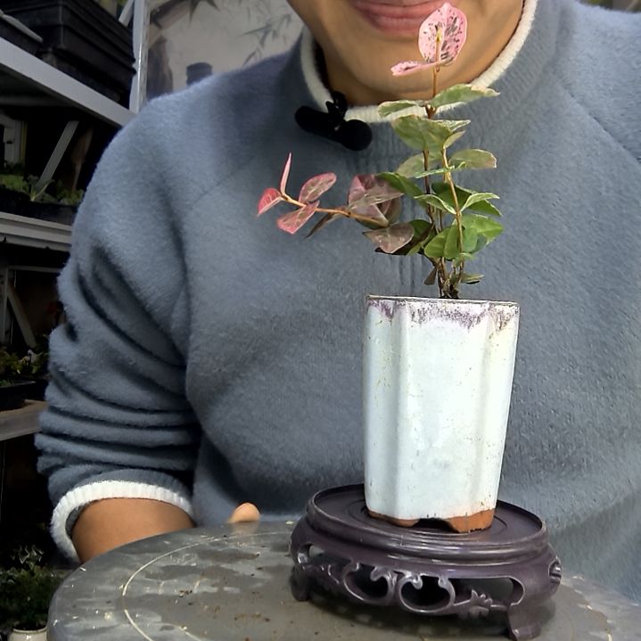 是***！中青园艺一物一拍花165