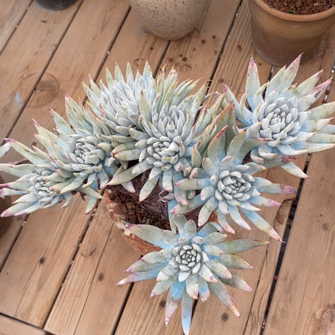 流丹杂大群粗腿子