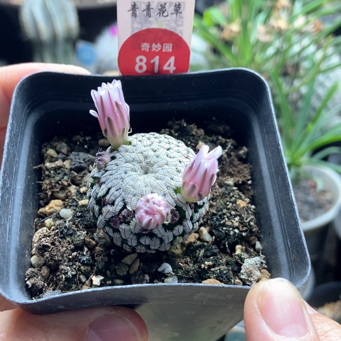 实生粉花白斜子3.1cm