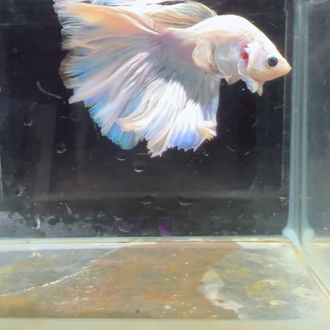 斗鱼浅色特殊尾hhhh