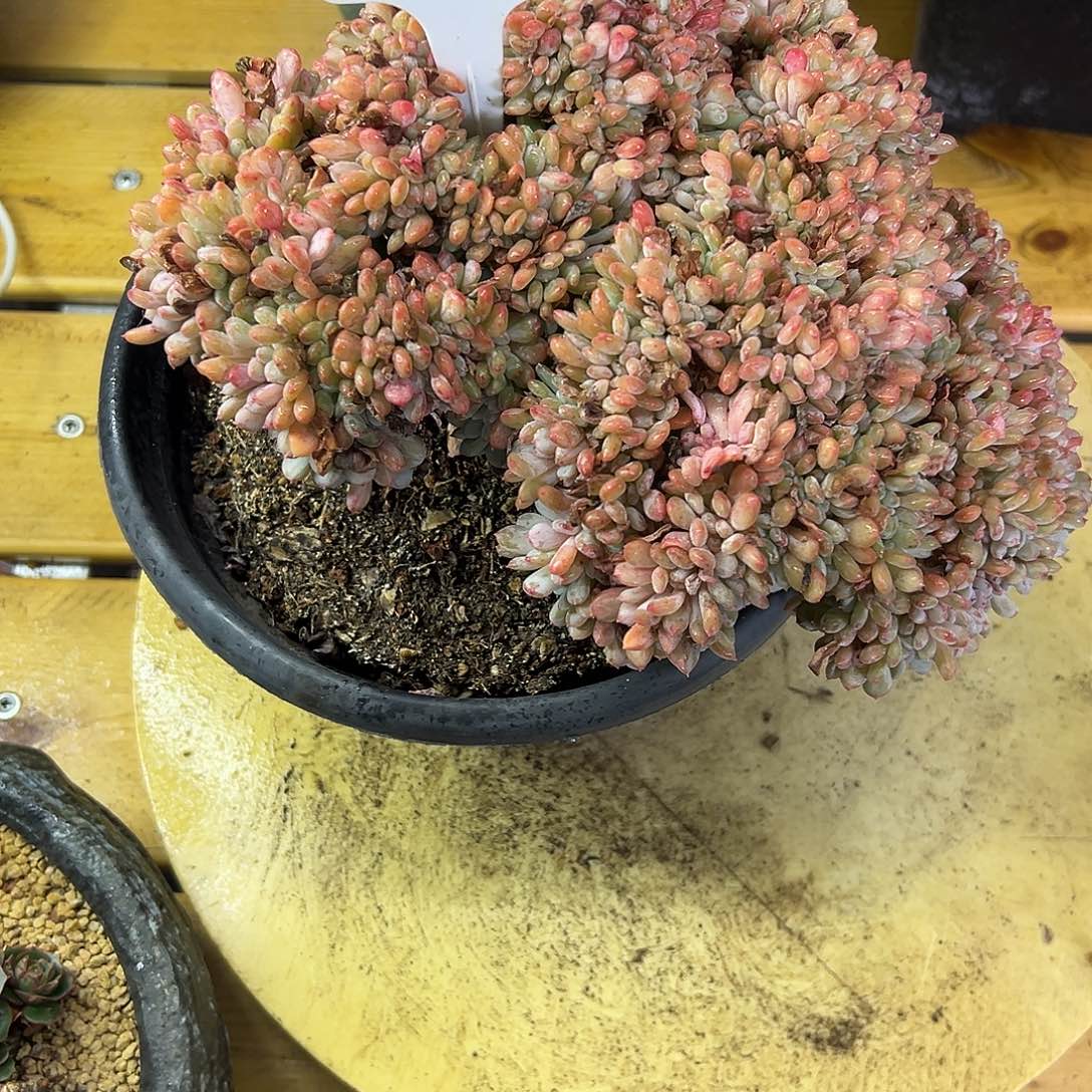 玛瑙缀化。   多肉。