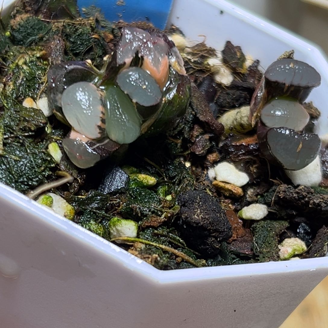 恭喜发财大吉大利896