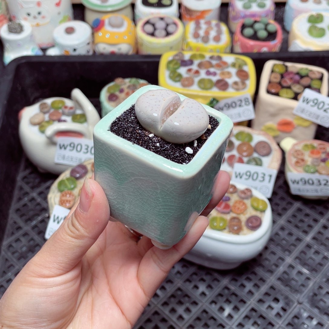 w9035 -零下地区拍保温箱 -15支持寄养