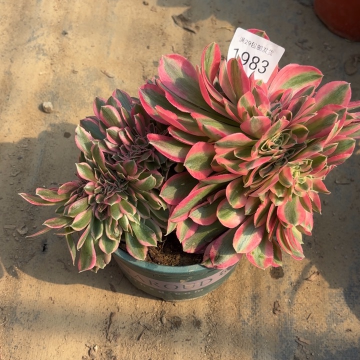 粉女巫坠多肉法师1983