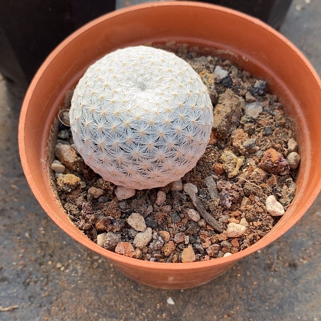 我***豆实生  白鸟4公分左右一物一拍