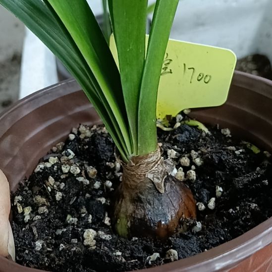 无花朵孤宝3.8发一个