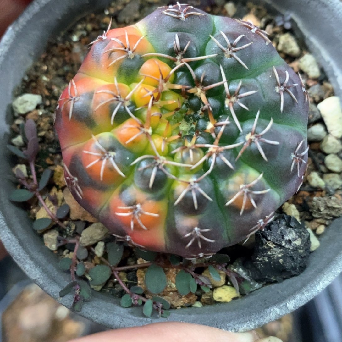 孤品实生阴阳散斑紫皮裸鄂锦福利