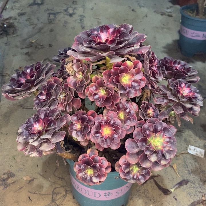 美杜莎多肉植物23 