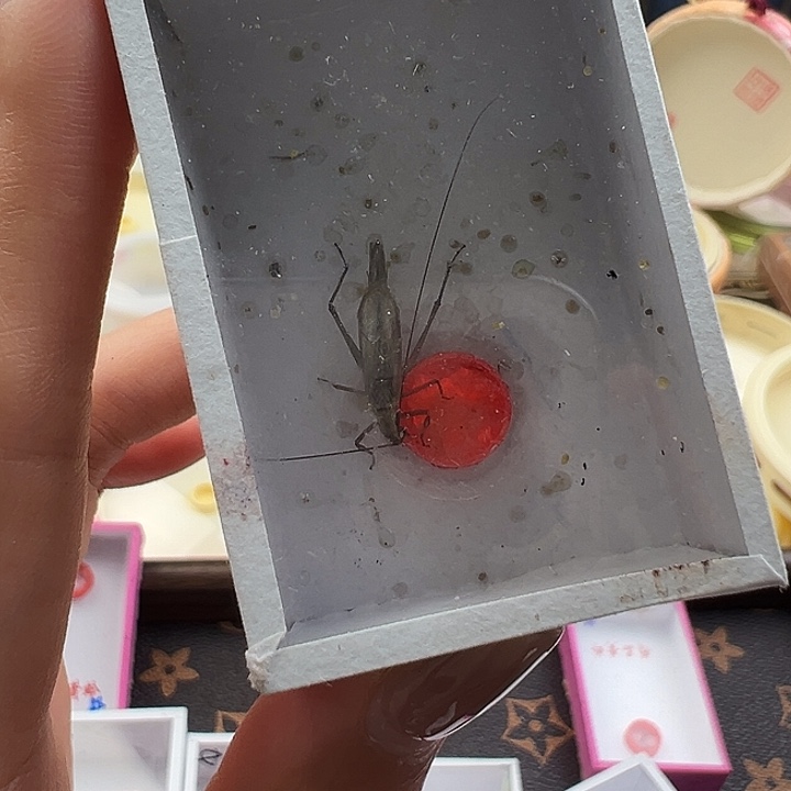 鸣虫虫具一个包邮