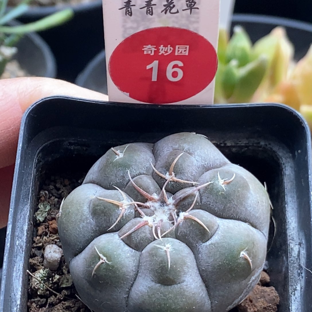 实生上腊铅皮3.8cm