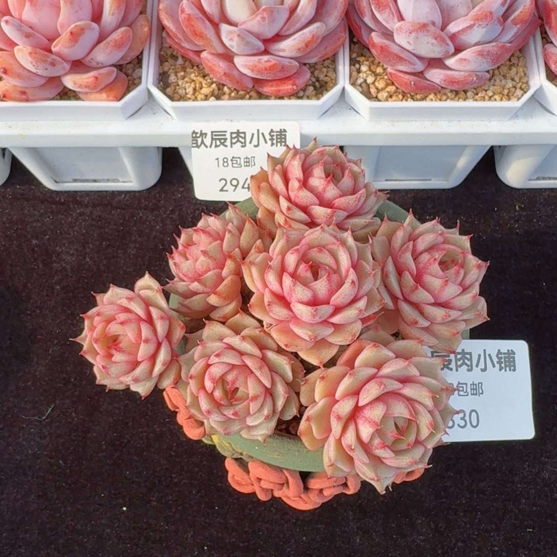 多肉植物  330  笨吧蒂斯