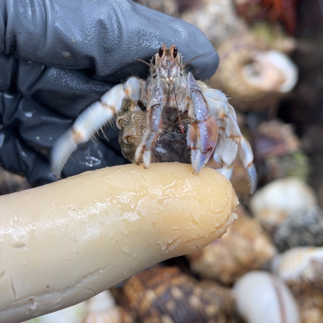 不退不换活体宠物93