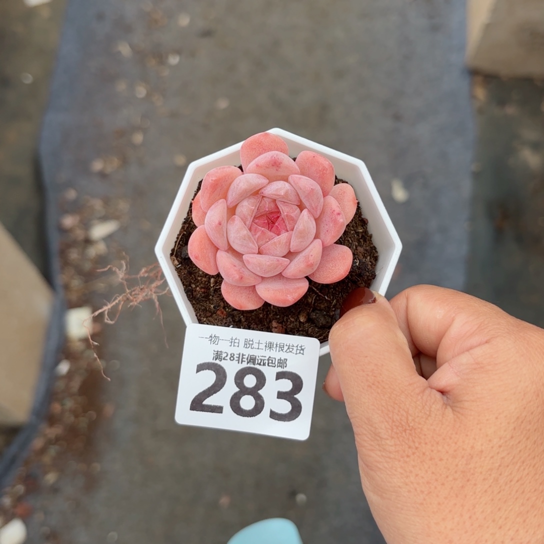 草莓果酱无盆土发货