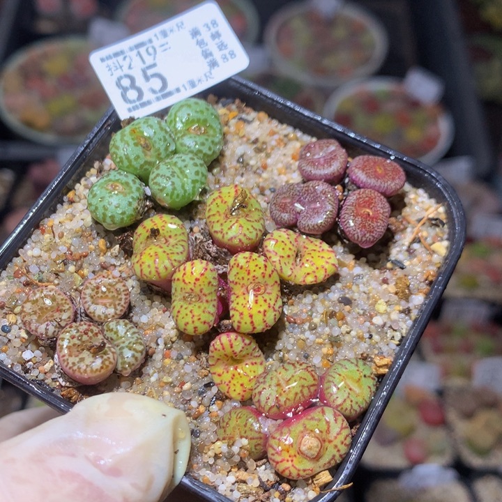 精品生石花219.85