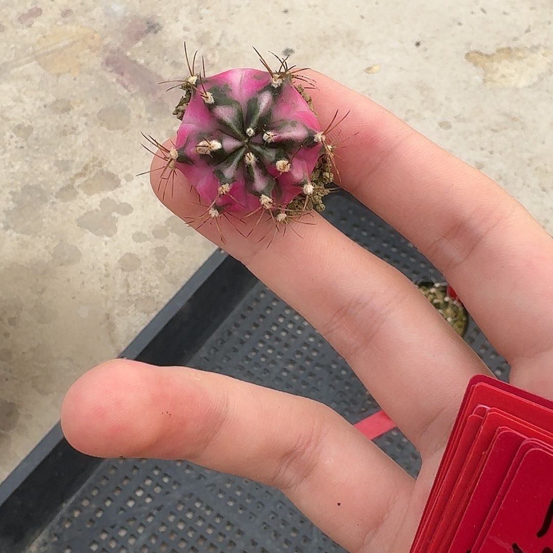 L532-1112广东发货 娃娃脸福利