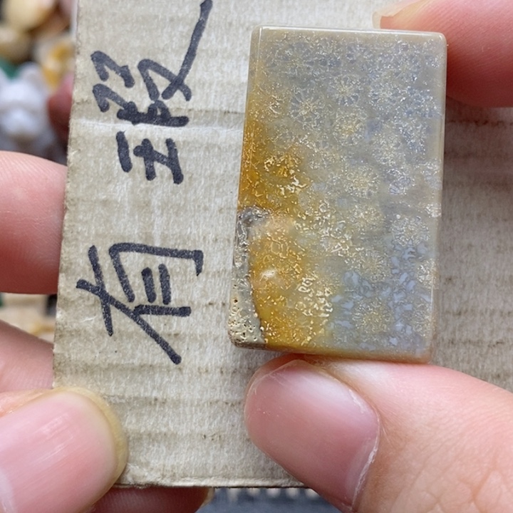 硅化珊瑚（珊瑚玉）颈饰未镶嵌海***9