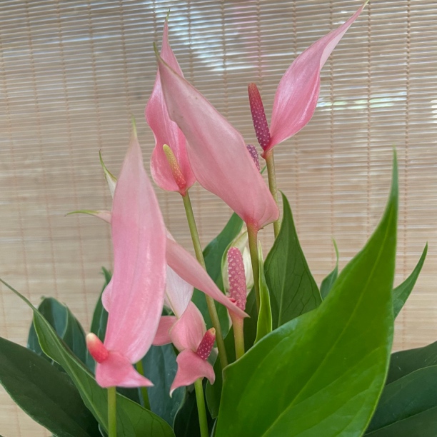 【稀有粉掌-莉莉120盆】原图原盆粉掌红掌彩掌四季开花室内花卉