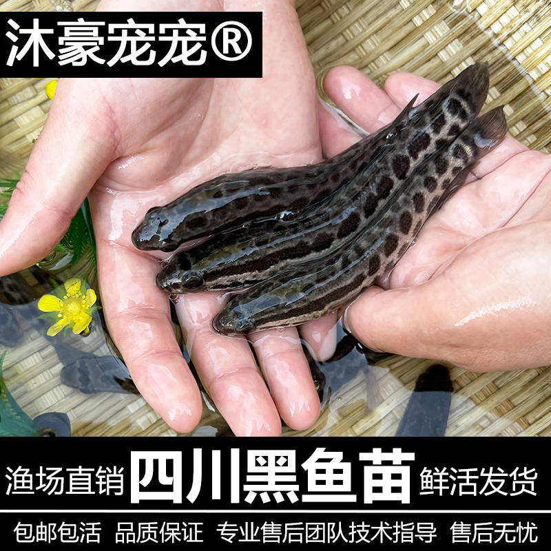 沐豪宠宠【运营推荐】黑鱼养殖淡水猛鱼生鱼淡水鱼好养观赏鱼冷水