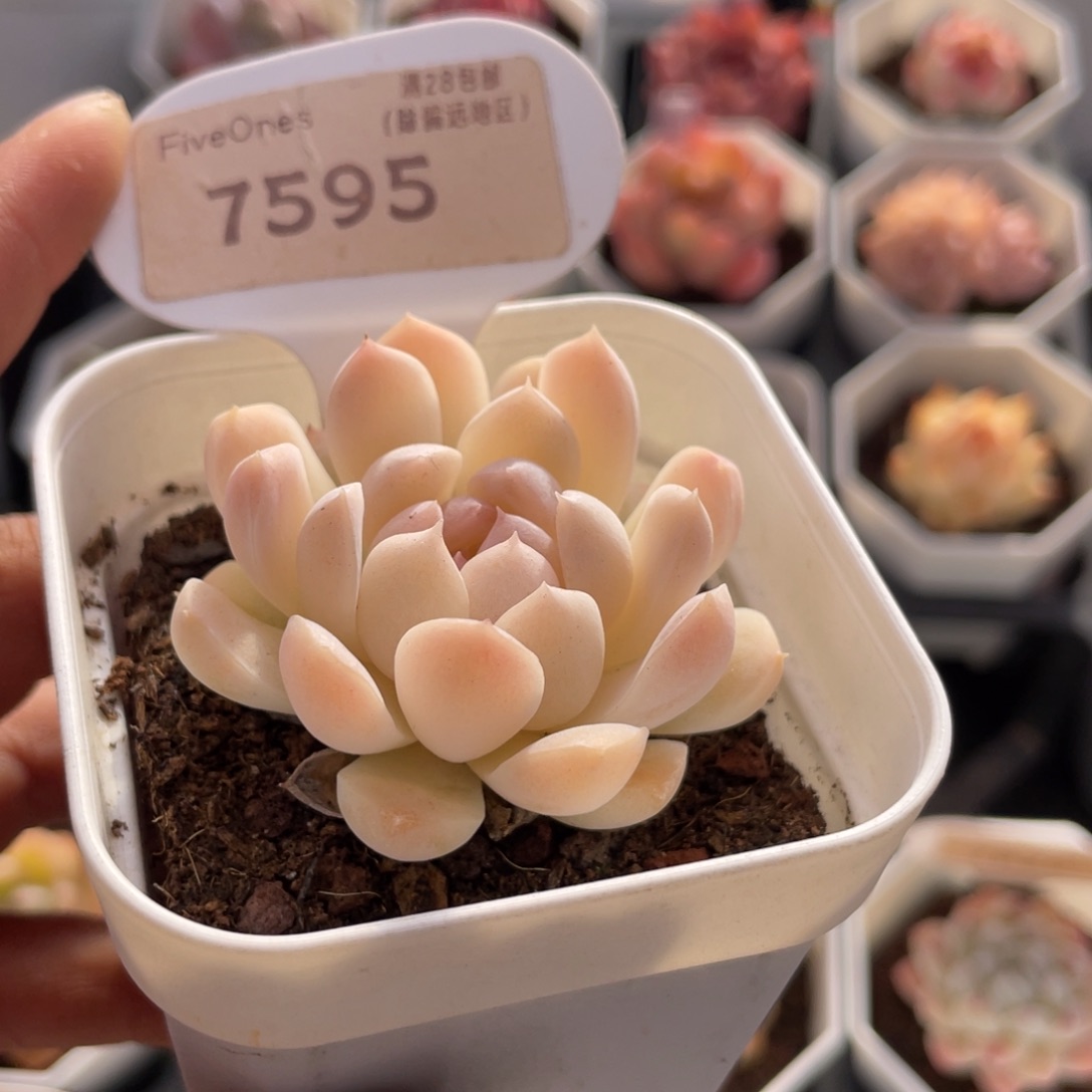 白桃汽水7595-4.5厘米