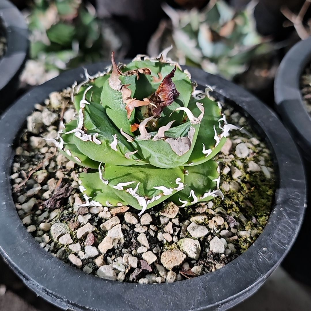 魔丸 圣诞7折后价