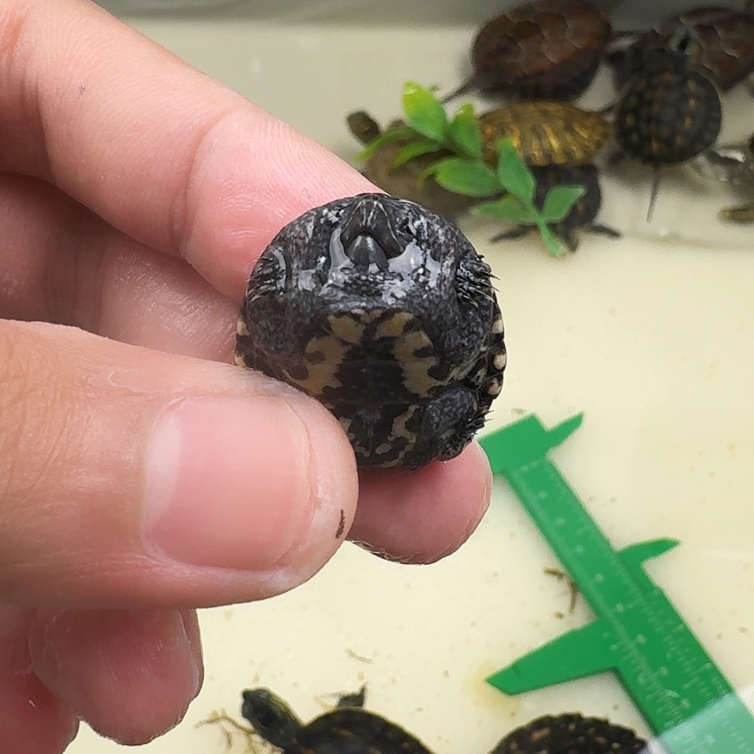 李***卫母绿毛龟麝香一个