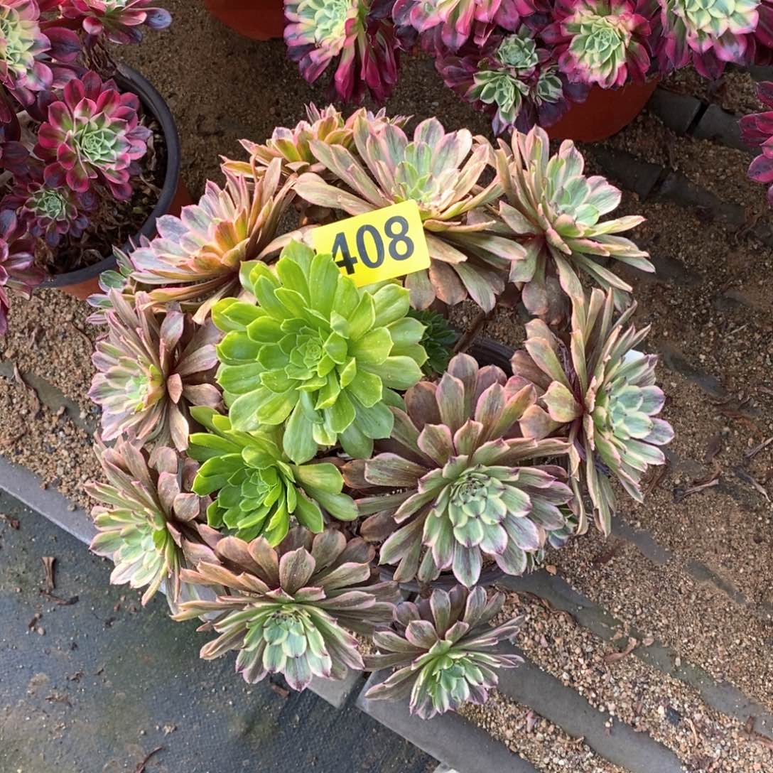 萤火粉黛多肉植物408