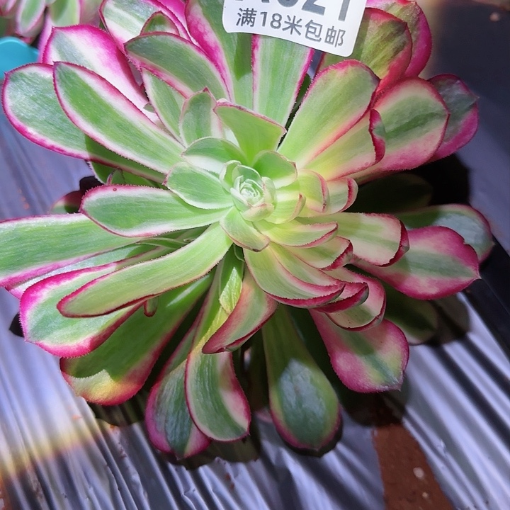 多肉法师孔雀翎多多