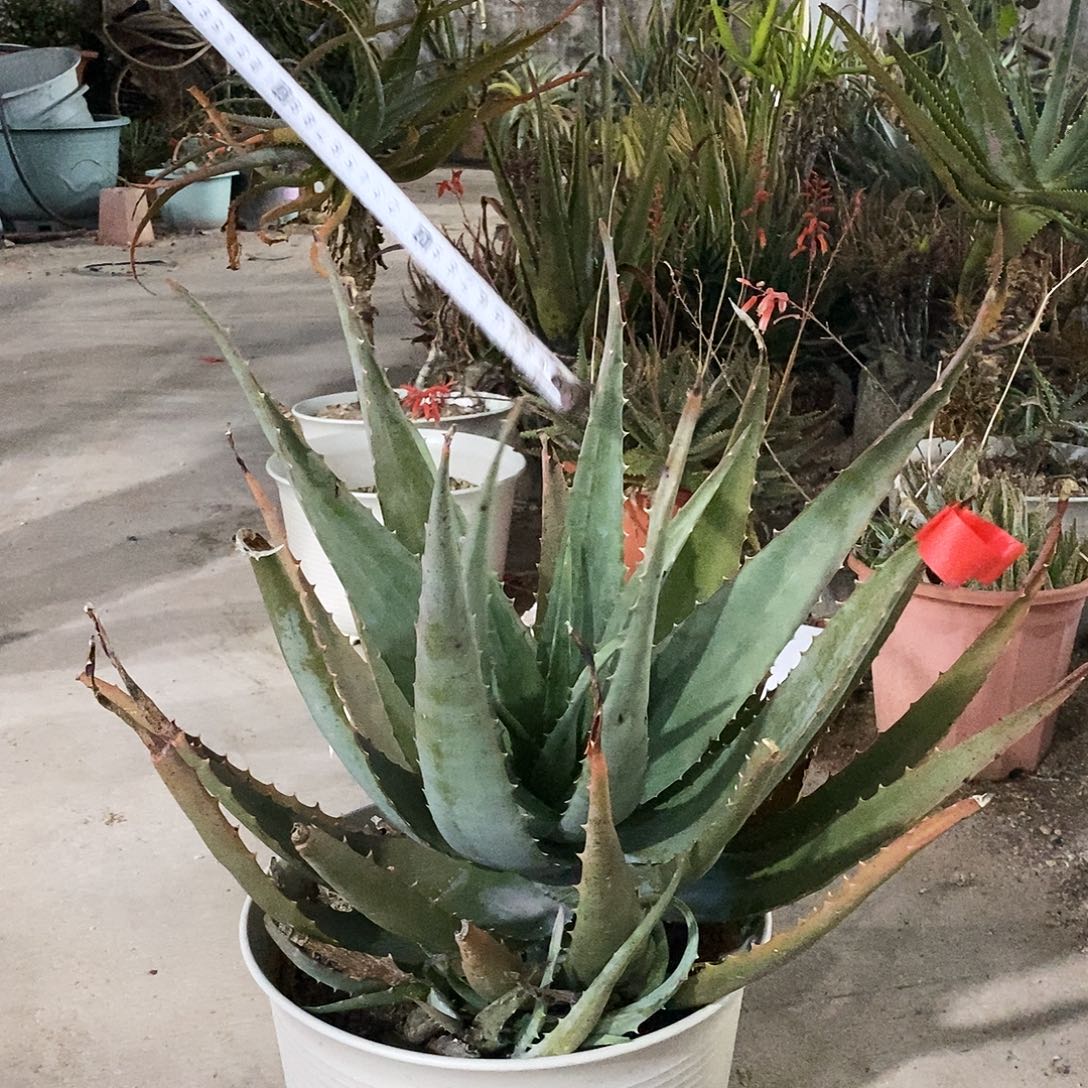 菊花芦荟冠幅20-30公分