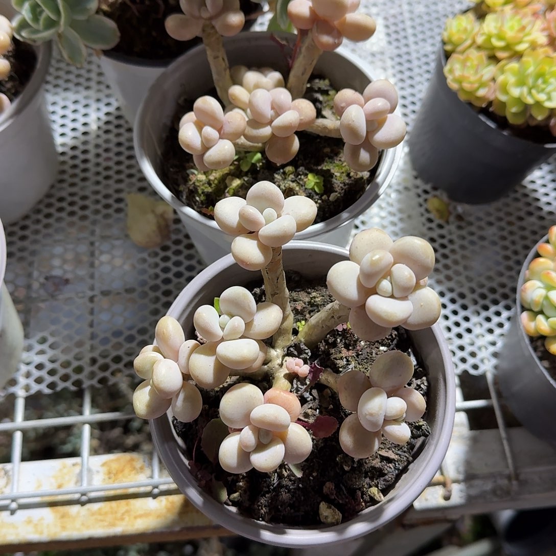 丸叶原始洛神多肉植物