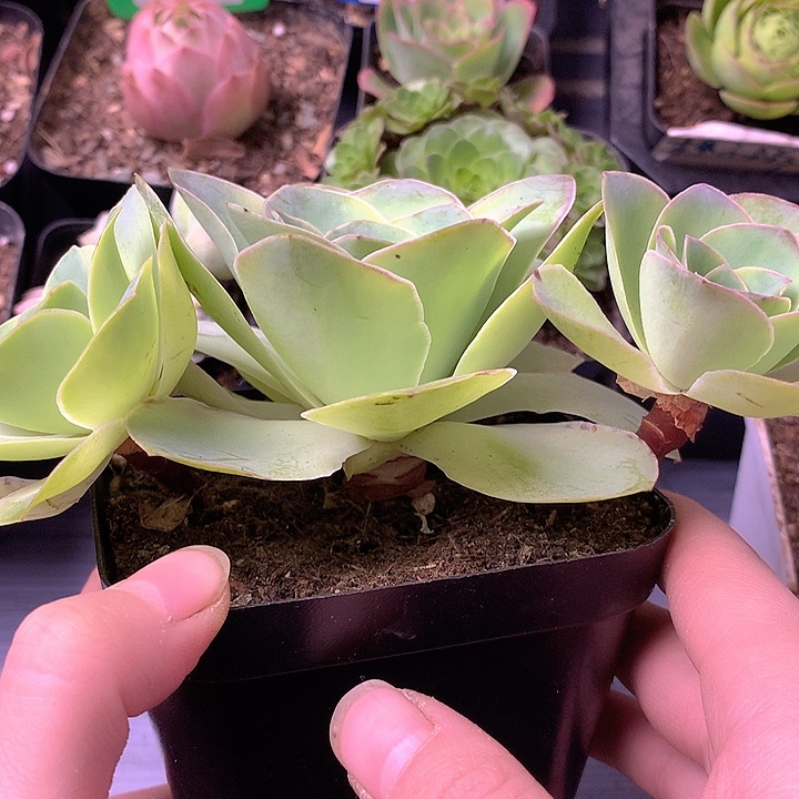 一物一拍星辰福利01