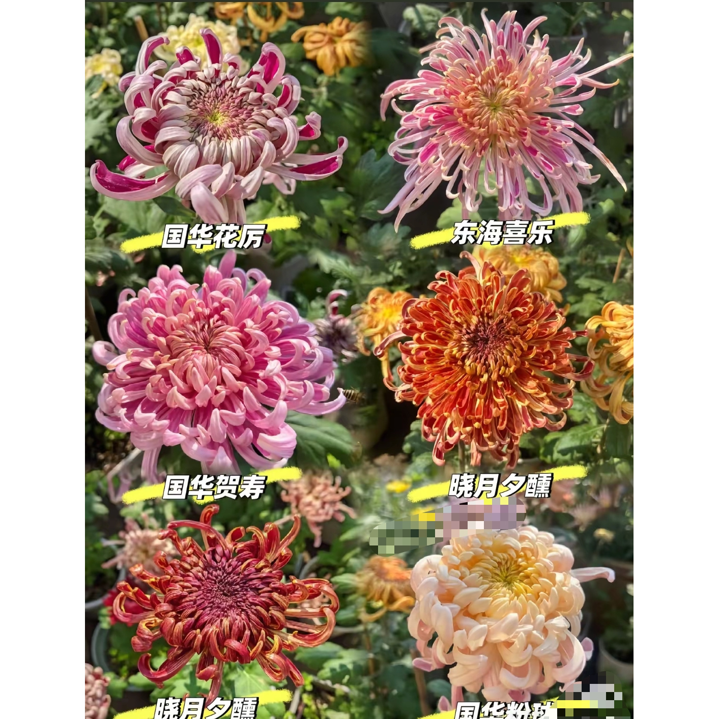 一物一拍菊花【菊花大苗】盆栽百日寿菊千头菊花卉