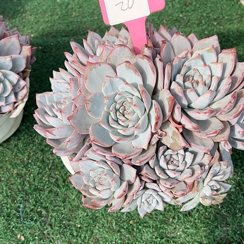 26粉鸟一个脱土多肉