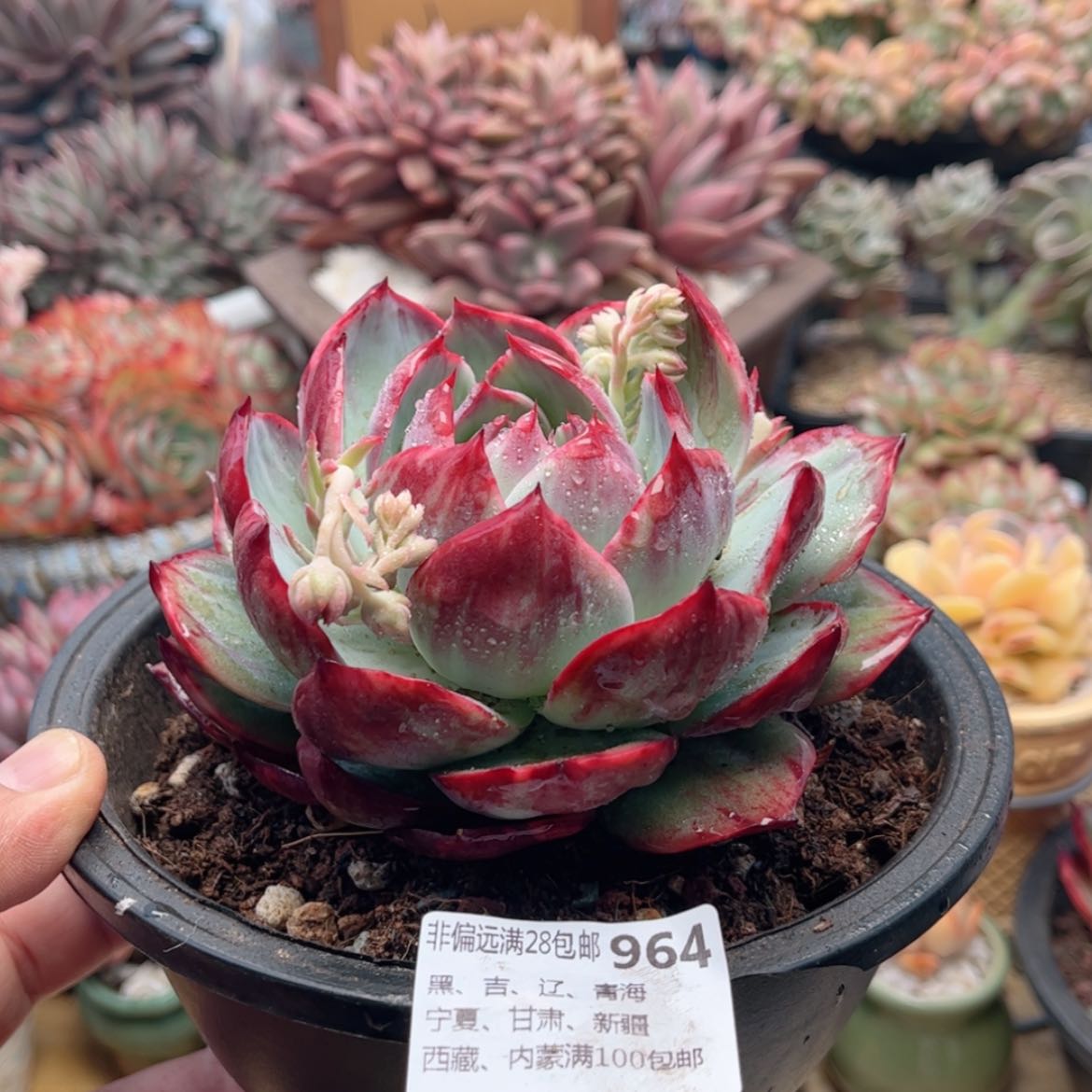 【闪购商品】964惊鸿仙子