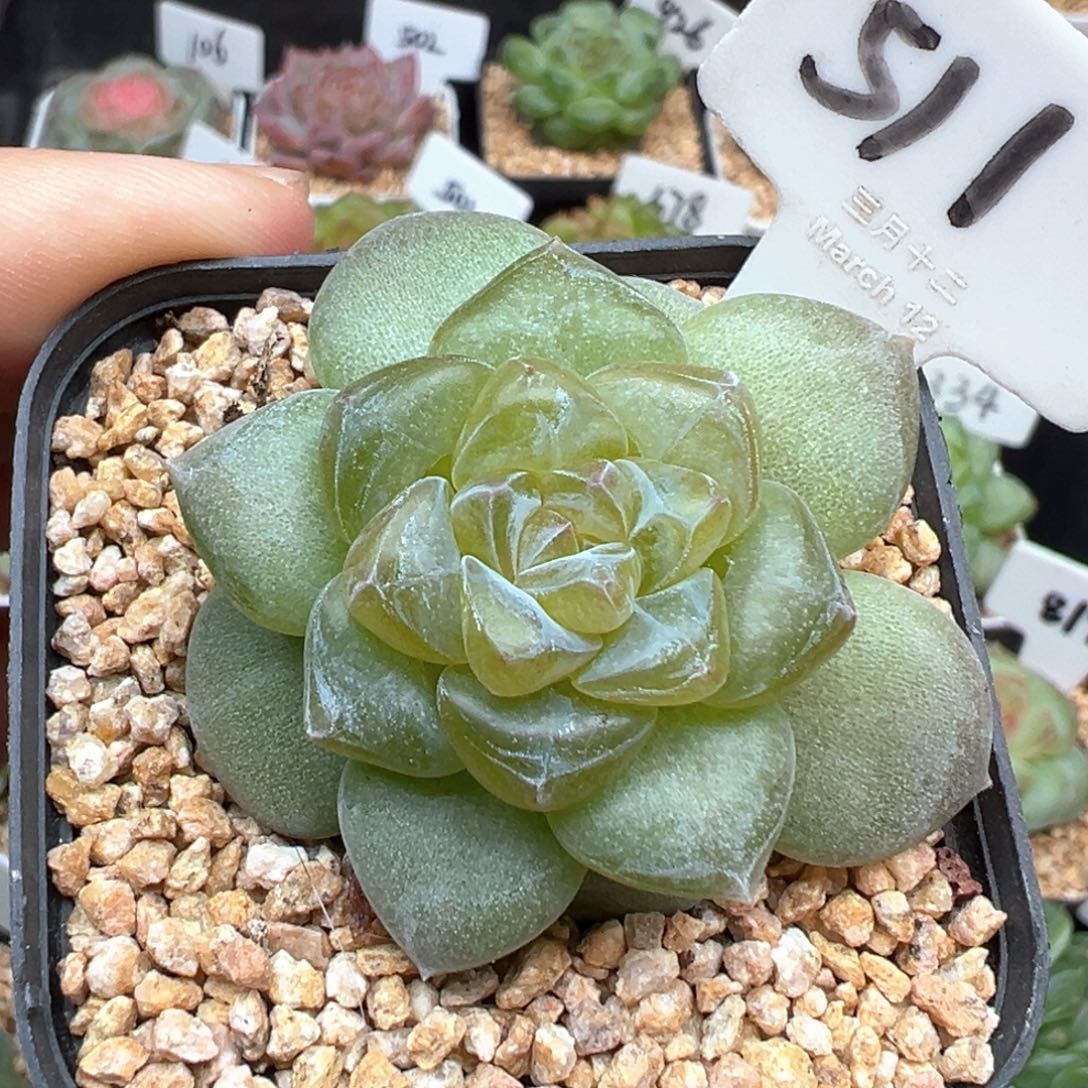 511号泪宝 晗雨多肉