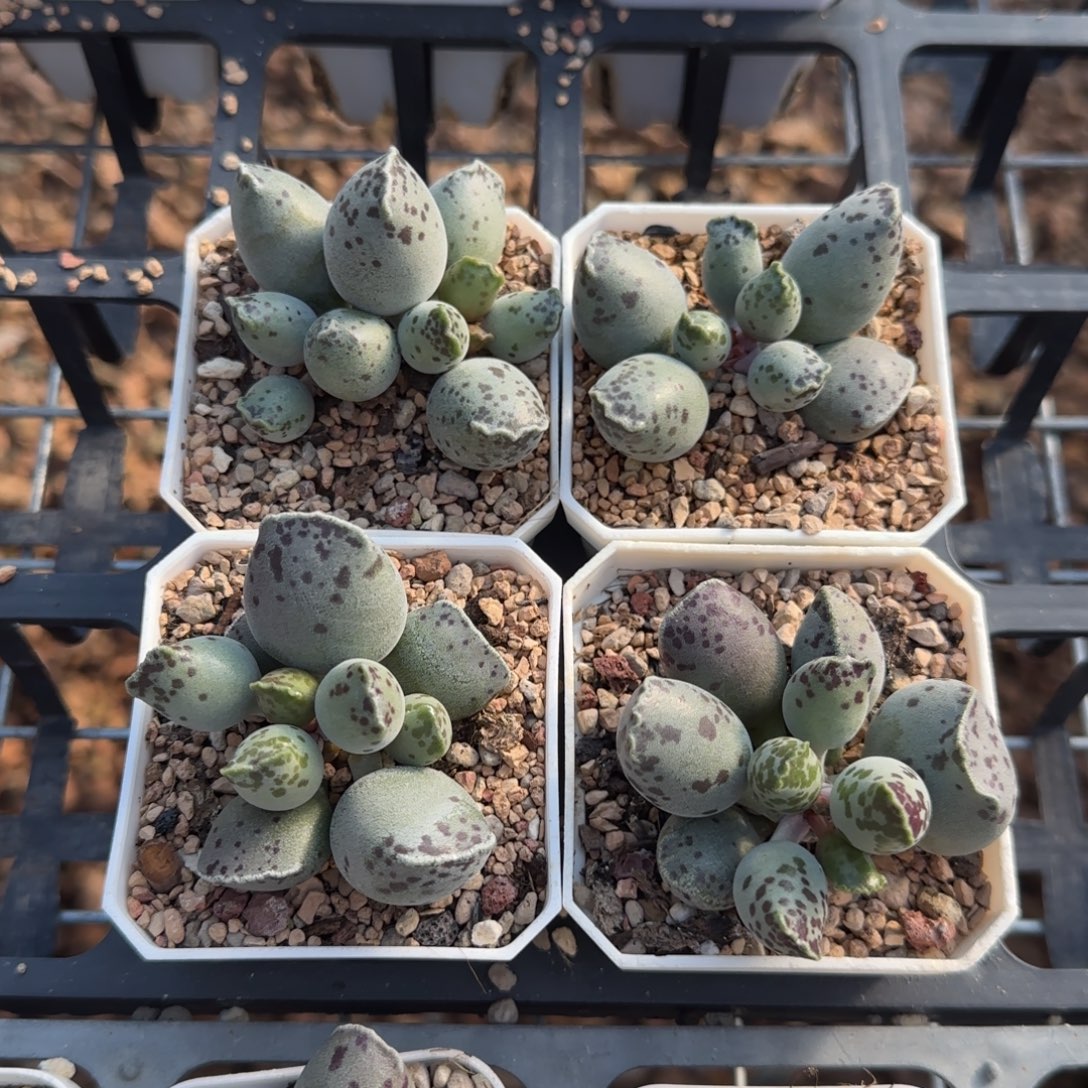 单颗丸叶海豹量拍链接